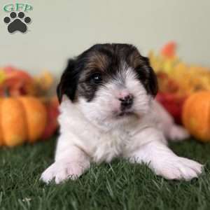 Carson, Biewer Terrier Puppy